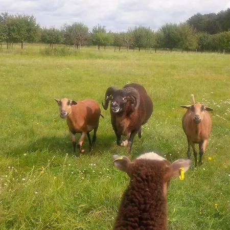 Idyll Am Kleinen Fliess Appartement Burg (Spreewald)