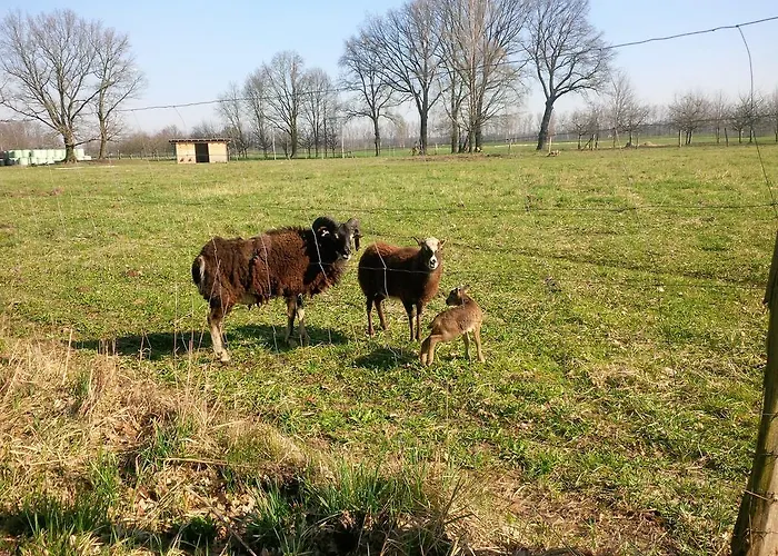 Daire Idyll Am Kleinen Fliess Burg (Spreewald)