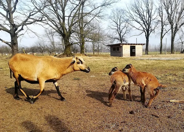 Idyll Am Kleinen Fliess Daire Burg (Spreewald)
